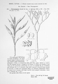 Peronospora dianthi image